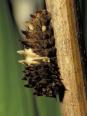 ジャコウアゲハの幼虫