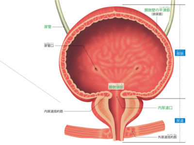 尿を蓄えて排泄する膀胱と尿道
