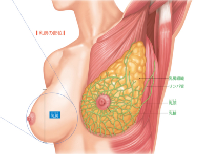 乳房の役目とメカニズム