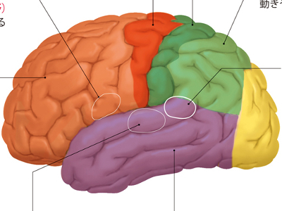 大脳皮質の構造と活動