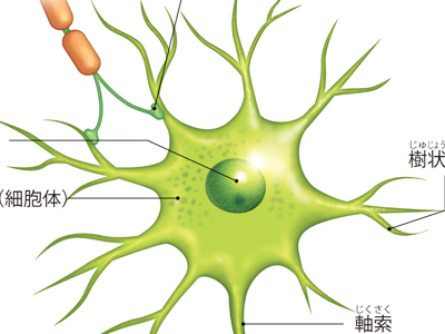 情報伝達のかなめ―神経細胞
