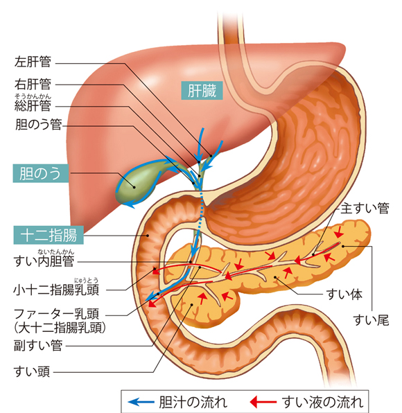 図解-十二指腸と肝臓・胆のう・すい臓の関係