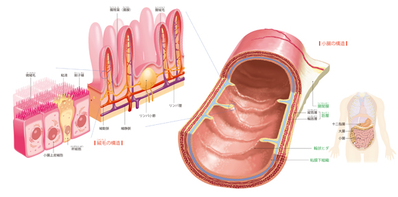 図解-小腸の構造