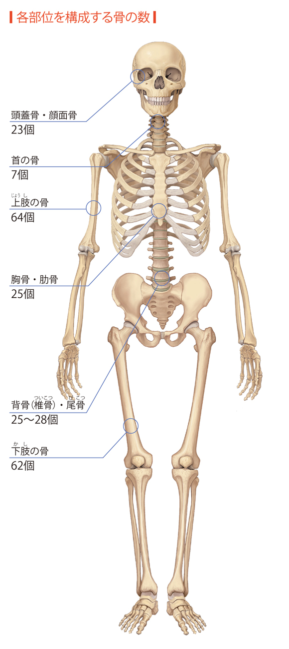 図解-各部位を構成する骨の数