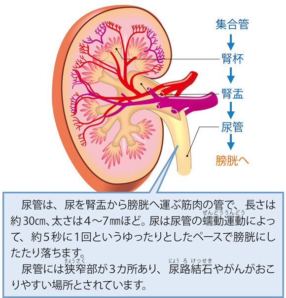 図解-集合管から腎杯-腎盂-尿管へ