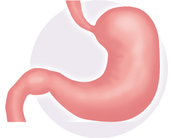 図解-消化管（胃・小腸上部＜主に十二指腸＞）