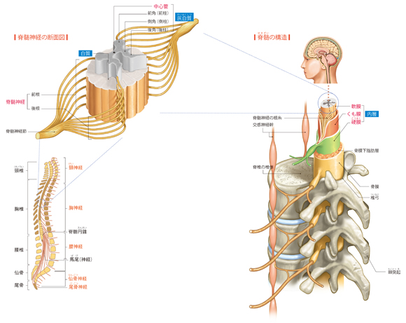 図解-脊髄と脊髄神経のしくみ