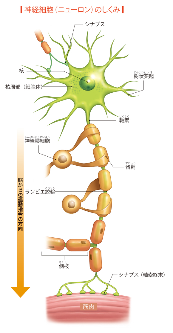 図解-神経細胞（ニューロン）のしくみ