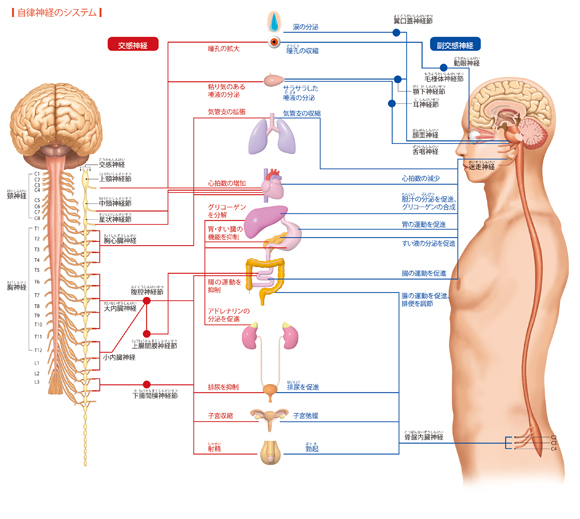 図解-自律神経のシステム