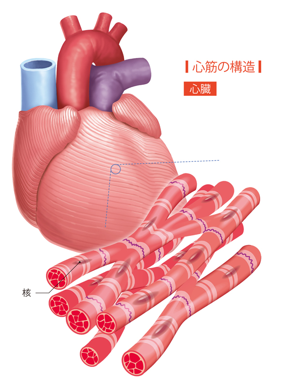 図解-心臓の構造