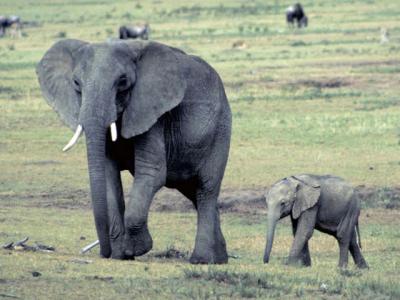 アフリカ象 アフリカぞう の意味 Goo国語辞書