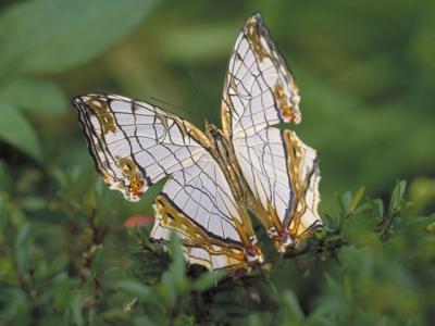 意味 蝶々 蝶は世界中で愛される縁起物！その理由や縁起の効果についてご紹介！