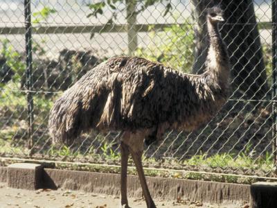 Emu エミュー の意味 Goo国語辞書