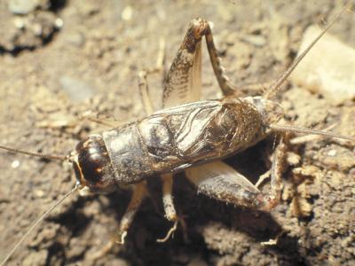 閻魔蟋蟀 えんまこおろぎ の意味 Goo国語辞書