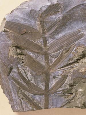 ロボクの化石