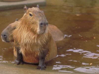 Capybara カピバラ の意味 Goo国語辞書