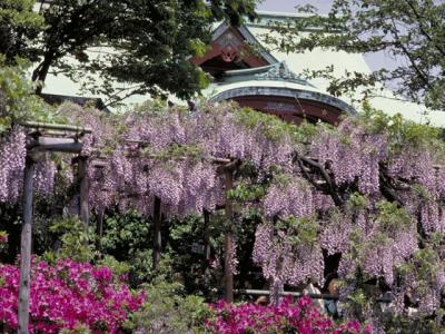 東京、亀戸天神社の藤棚