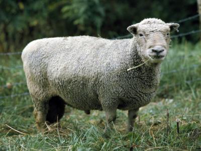 羊 ひつじ の画像 Goo国語辞書