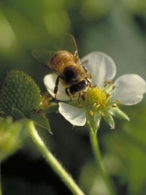 蜜蜂 みつばち の意味 Goo国語辞書