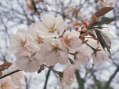 山桜 やまざくら の意味 Goo国語辞書