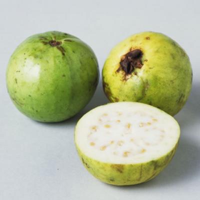 グアバ（guava）とは？ 意味・読み方・使い方をわかりやすく解説 - goo