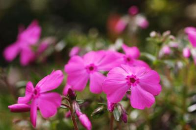 芝桜 しばざくら の意味 Goo国語辞書