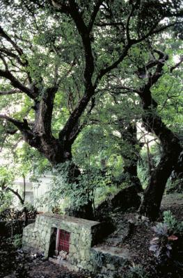 沖縄、那覇市にあるアカギ(3)は天然記念物