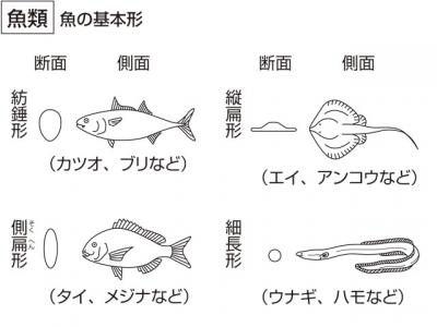 魚類 ぎょるい の意味 使い方をわかりやすく解説 Goo国語辞書