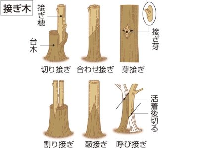 接 ぎ 木 継 ぎ 木 つぎき の意味 Goo国語辞書