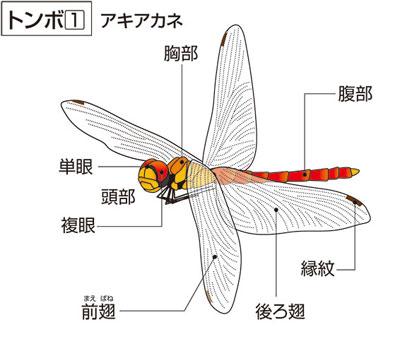 蜻蛉 とんぼ の意味 Goo国語辞書