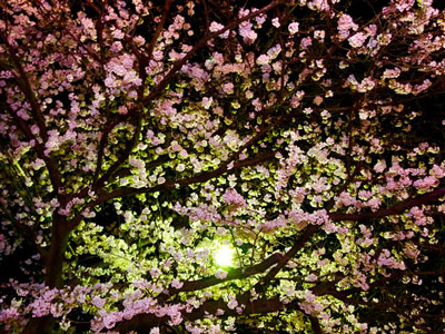 夜桜 よざくら の意味 Goo国語辞書