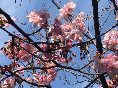 河津桜 かわづざくら の意味 使い方をわかりやすく解説 Goo国語辞書