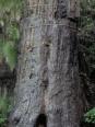 青森県にある根反（ねそり）の大珪化木