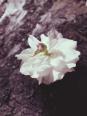 例年、二度咲きする岐阜県の揖斐二度桜
