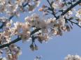 花見の桜の代表格、ソメイヨシノ