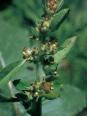 チチコグサモドキは北米原産の帰化植物