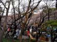 花見客でにぎわう上野公園