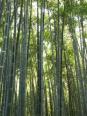 京都府嵐山の竹林