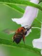 ゴマの花の蜜を吸うようす／撮影・植松国雄