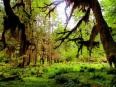 公園内の温帯多雨林／撮影･jeffgunn http://os7.biz/u/gMJCI