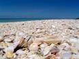 砂浜には大量の貝殻が打ち上げられている／撮影・Brian Bosco http://goo.gl/PDKjAa