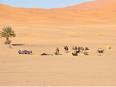 砂漠で休むラクダ