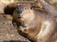 アメリカンビーバー／撮影・Skip Brown, Smithsonian's National Zoo／https://s.si.edu/3kxJo0W