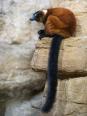 アカエリマキキツネザル／撮影・Roshan Patel, Smithsonian's National Zoo／https://s.si.edu/31Etyt1