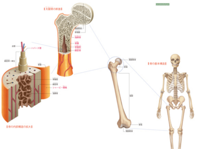 骨の構造