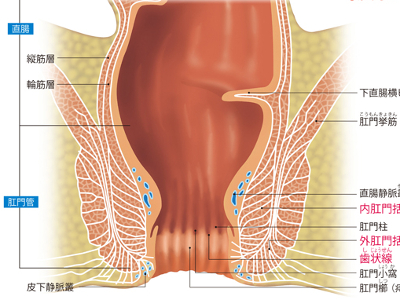消化管の最末端―肛門