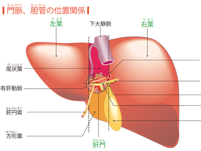 人体最大の臓器―肝臓
