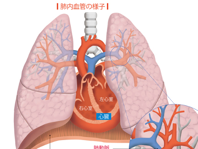 呼吸をつかさどる気管・気管支・肺