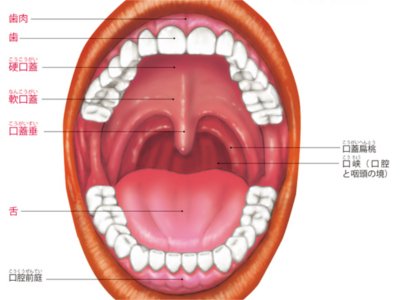 口腔の構造と役割