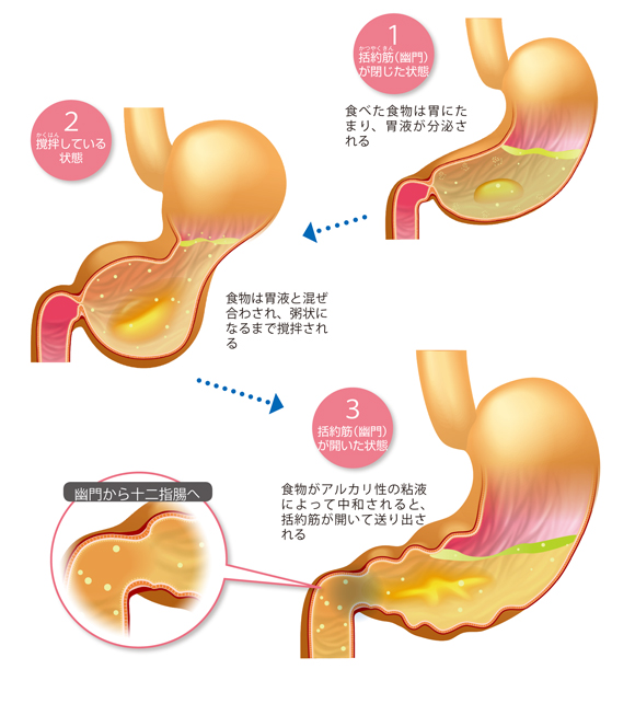図解-胃の蠕動運動をつかさどる筋肉